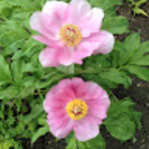 Meet your Posher, Elaine